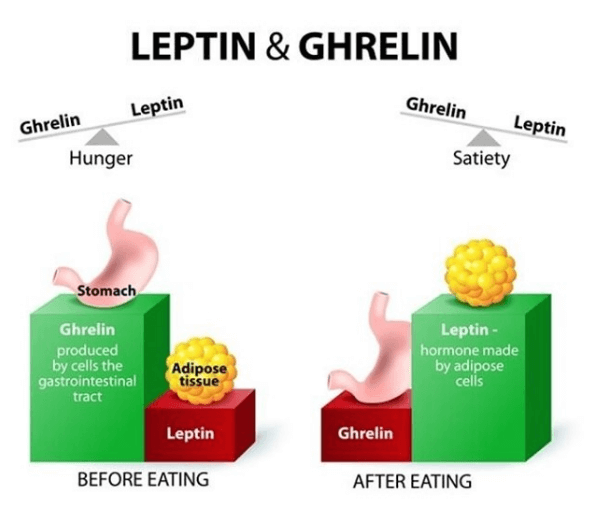 The Hypothalamus Controls Eating Kinetic Rehab Spine Bergen County